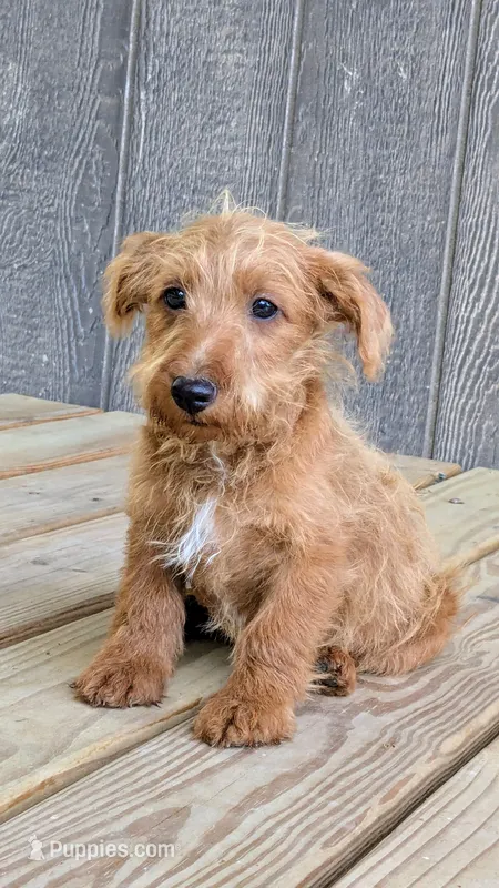 Theo – Scottish Terrier, Poodle - Miniature  puppy for sale in Salem, MO