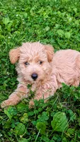Sofie, a female Scottish Terrier and Poodle - Miniature  for sale in Salem, MO – 6 of 7