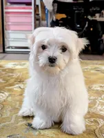 processed/86b23c7d-aec7-4b1d-9918-0d2dcf0b96cf/listing/0fbaa962-f978-43c6-8995-8fcdf7dbf12d/aa0866af-68fe-4ab2-ab0e-c78724b5026b