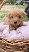 Maggie, a female Scottish Terrier and Poodle - Miniature  for sale in Salem, MO – Photo 6 of 6