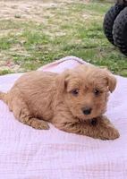 Maggie, a female Scottish Terrier and Poodle - Miniature  for sale in Salem, MO – Photo 3 of 6