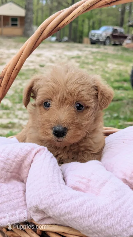 Maggie – Scottish Terrier, Poodle - Miniature  puppy for sale in Salem, MO