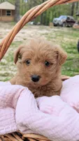 Maggie, a female Scottish Terrier and Poodle - Miniature  for sale in Salem, MO – Photo 1 of 6