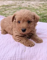 Maggie, a female Scottish Terrier and Poodle - Miniature  for sale in Salem, MO – Photo 2 of 6