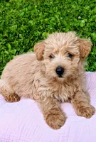 Sofie, a female Scottish Terrier and Poodle - Miniature  for sale in Salem, MO – 7 of 7