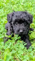 Dixie, a female Scottish Terrier and Poodle - Miniature  for sale in Salem, MO – 5 of 6