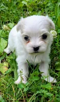 Dax, a male Maltese for sale in Salem, MO – 4 of 7