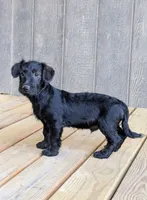 Chief, a male Scottish Terrier and Poodle - Miniature  for sale in Salem, MO – 2 of 4