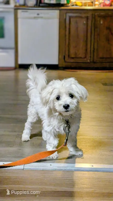 Dax – Maltese puppy for sale in Salem, MO