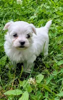 Dash, a male Maltese for sale in Salem, MO – 2 of 8