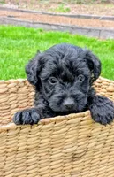 Charlie, a male Scottish Terrier and Poodle - Miniature  for sale in Salem, MO – Photo 2 of 3