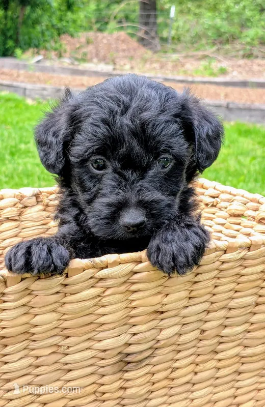 Charlie – Scottish Terrier, Poodle - Miniature  puppy for sale in Salem, MO