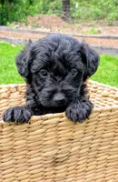 Charlie, a male Scottish Terrier and Poodle - Miniature  for sale in Salem, MO – Photo 1 of 3