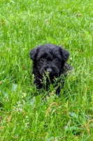 Charlie, a male Scottish Terrier and Poodle - Miniature  for sale in Salem, MO – Photo 3 of 3