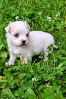 Dax, a male Maltese for sale in Salem, MO – 7 of 7