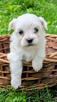 Dash, a male Maltese for sale in Salem, MO – 3 of 8