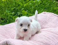 Dolly, a female Maltese for sale in Salem, MO – 5 of 5