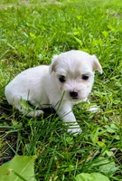 Demi, a female Maltese for sale in Salem, MO – 3 of 6