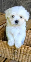Dax, a male Maltese for sale in Salem, MO – 2 of 7
