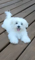 Dax, a male Maltese for sale in Salem, MO – 2 of 6
