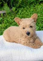 Ozzy, a male Scottish Terrier and Poodle - Miniature  for sale in Salem, MO – 1 of 6