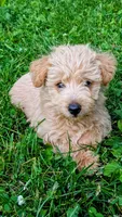 Sofie, a female Scottish Terrier and Poodle - Miniature  for sale in Salem, MO – 4 of 7