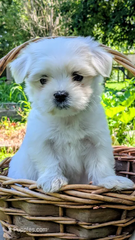 Dash – Maltese puppy for sale in Salem, MO
