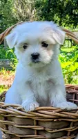 Dash, a male Maltese for sale in Salem, MO – 1 of 10