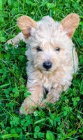 Ozzy, a male Scottish Terrier and Poodle - Miniature  for sale in Salem, MO – 5 of 6
