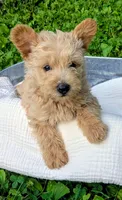 Ozzy, a male Scottish Terrier and Poodle - Miniature  for sale in Salem, MO – 2 of 6