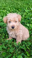 Sofie, a female Scottish Terrier and Poodle - Miniature  for sale in Salem, MO – 3 of 7