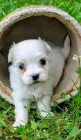 Dax, a male Maltese for sale in Salem, MO – 6 of 7