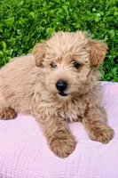 Sofie, a female Scottish Terrier and Poodle - Miniature  for sale in Salem, MO – 2 of 7
