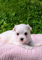 Demi, a female Maltese for sale in Salem, MO – 6 of 6