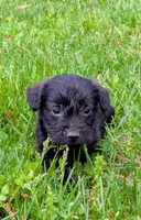 Chip , a male Scottish Terrier and Poodle - Miniature  for sale in Salem, MO – Photo 6 of 6