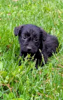 Chip , a male Scottish Terrier and Poodle - Miniature  for sale in Salem, MO – Photo 5 of 6