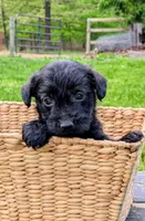 Chip , a male Scottish Terrier and Poodle - Miniature  for sale in Salem, MO – Photo 1 of 6