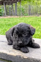 Chip , a male Scottish Terrier and Poodle - Miniature  for sale in Salem, MO – Photo 2 of 6
