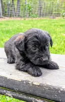 Chip , a male Scottish Terrier and Poodle - Miniature  for sale in Salem, MO – Photo 3 of 6