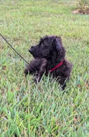 Dixie, a female Scottish Terrier and Poodle - Miniature  for sale in Salem, MO – 4 of 6