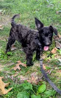 Birdie, a female Scottish Terrier and Poodle - Miniature  for sale in Salem, MO – 2 of 5