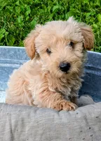 Oliver, a male Scottish Terrier and Poodle - Miniature  for sale in Salem, MO – 1 of 6