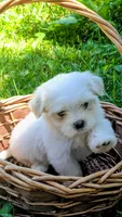 Dash, a male Maltese for sale in Salem, MO – 9 of 10