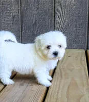 Dax, a male Maltese for sale in Salem, MO – 7 of 7