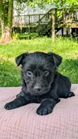 Nova, a female Scottish Terrier and Poodle - Miniature  for sale in Salem, MO – Photo 5 of 5