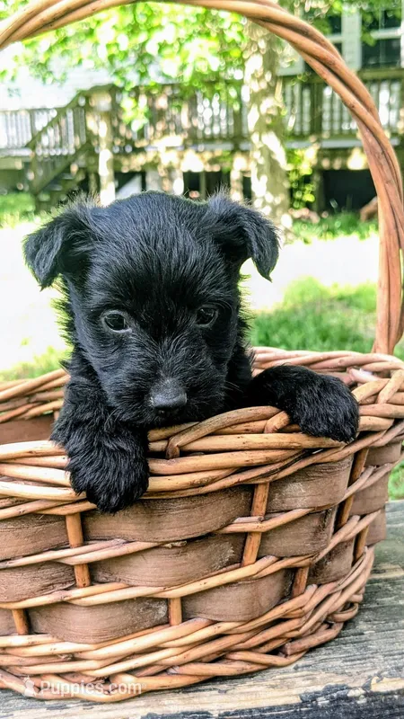 Nova – Scottish Terrier, Poodle - Miniature  puppy for sale in Salem, MO