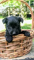 Nova, a female Scottish Terrier and Poodle - Miniature  for sale in Salem, MO – Photo 1 of 5