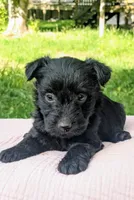 Nova, a female Scottish Terrier and Poodle - Miniature  for sale in Salem, MO – Photo 4 of 5