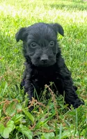 Nova, a female Scottish Terrier and Poodle - Miniature  for sale in Salem, MO – Photo 2 of 5