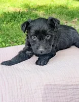 Nova, a female Scottish Terrier and Poodle - Miniature  for sale in Salem, MO – Photo 3 of 5